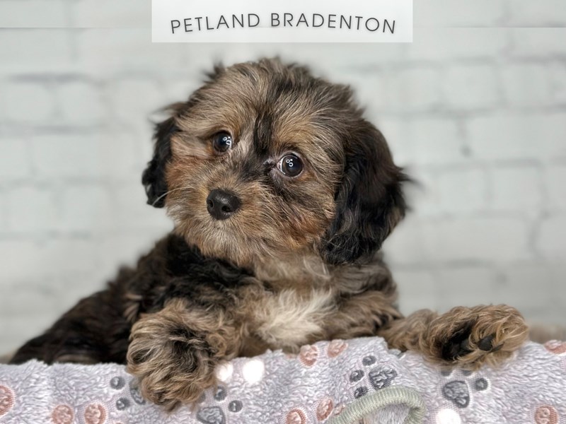 Puppies for Sale Near You Petland Bradenton Pet Store