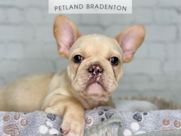 [#18176] Cream Male French Bulldog Puppies For Sale