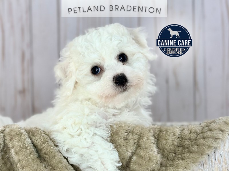 Bichon Frise - 18134 Image #1
