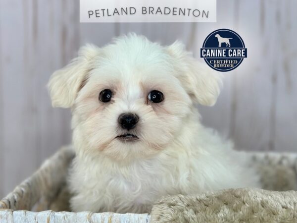 [#18166] White Male Malshi Puppies For Sale