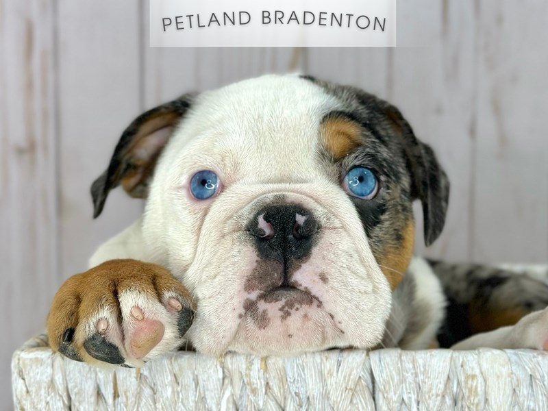 Puppies for Sale Near You Petland Bradenton Pet Store