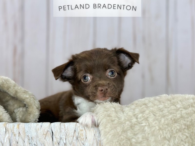 Puppies for Sale Near You Petland Bradenton Pet Store