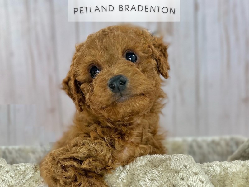Puppies for Sale Near You Petland Bradenton Pet Store