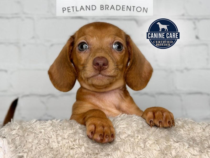 Puppies for Sale Near You Petland Bradenton Pet Store