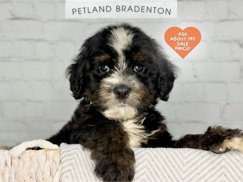 Bernedoodle - 18306 Image #1