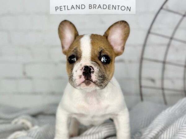 [#18357] White & Fawn Piebald Male French Bulldog Puppies for Sale