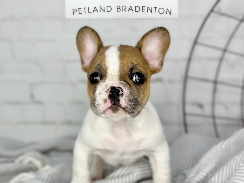 French Bulldog - 18357 Image #1