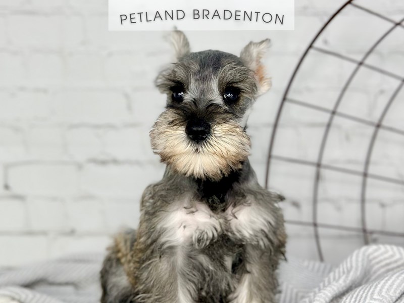 Miniature Schnauzer - 18362 Image #1
