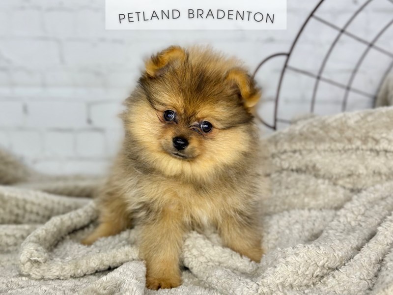 Pomeranian - 18369 Image #1