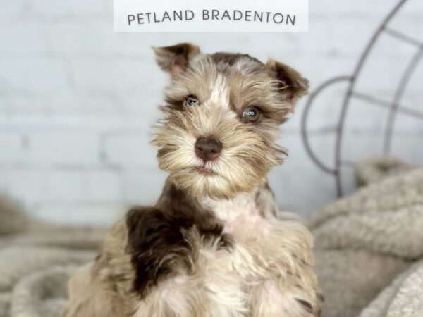 [#18373] Liver Merle Female Toy Schnauzer Puppies for Sale