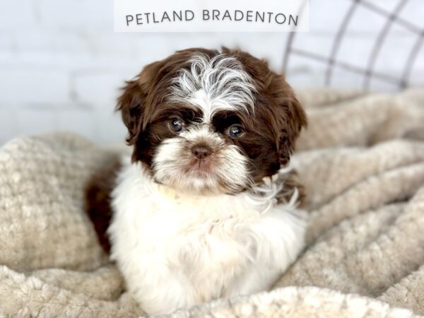 [#18391] Chocolate & White Female Shih Tzu Puppies for Sale