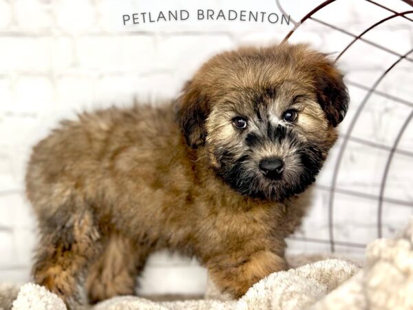 [#18387] Black & Gold Female Soft Coated Wheaten Terrier Puppies for Sale