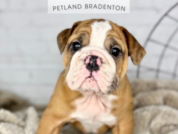 [#18397] Fawn Merle Female English Bulldog Puppies for Sale