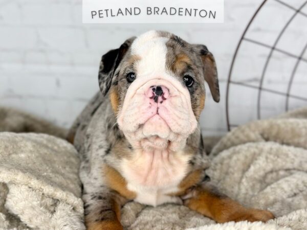 [#18398] Blue Merle & Tan Male English Bulldog Puppies for Sale