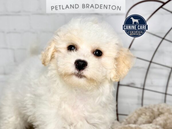 [#18403] White Female Bichon Frise Puppies for Sale