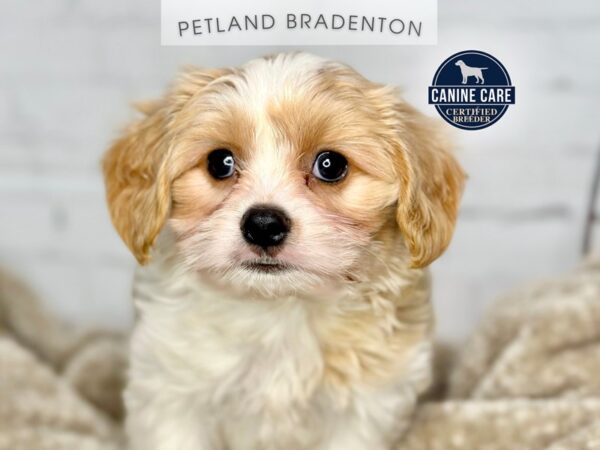 [#18404] Blenheim Male Cavachon Puppies for Sale