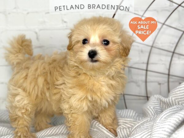 [#18354] Apricot Female Maltipoo Puppies for Sale
