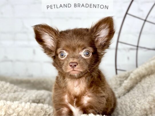 [#18419] Chocolate Female Chihuahua Puppies for Sale