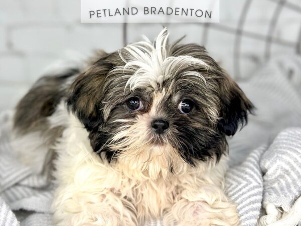 [#18412] Gold & White Female Shih Tzu Puppies for Sale