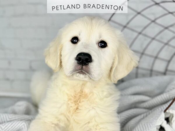 [#18406] English Cream Female Golden Retriever Puppies for Sale