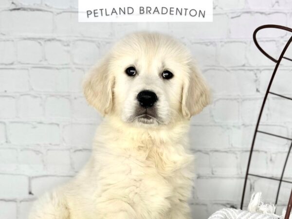 [#18407] English Cream Male Golden Retriever Puppies for Sale