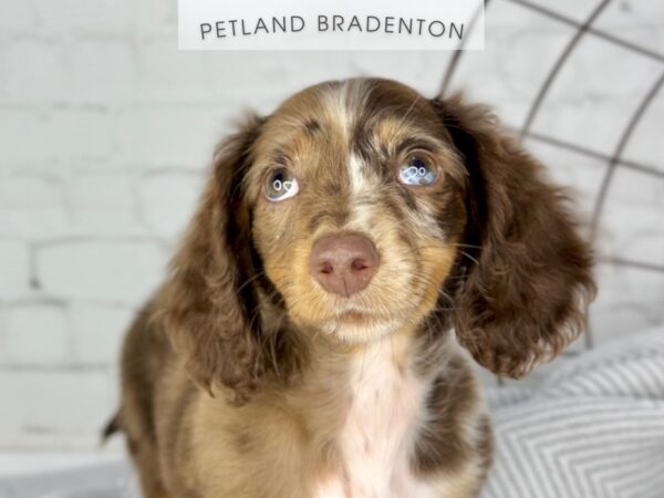 [#18417] Chocolate Dapple Male Dachshund (Mini) Puppies for Sale