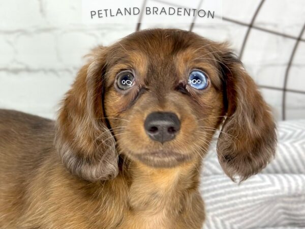 [#18408] Chocolate & Tan Dapple Female Dachshund (Mini) Puppies for Sale