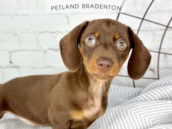 [#18409] Chocolate & Tan Female Dachshund (Mini) Puppies for Sale