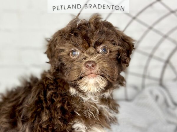 [#18415] Chocolate Female Shihpoo Puppies for Sale