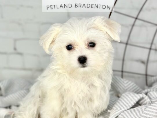 [#18426] White Female Maltese Puppies for Sale
