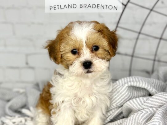 [#18429] Red & White Female Teddy Bear Puppies for Sale