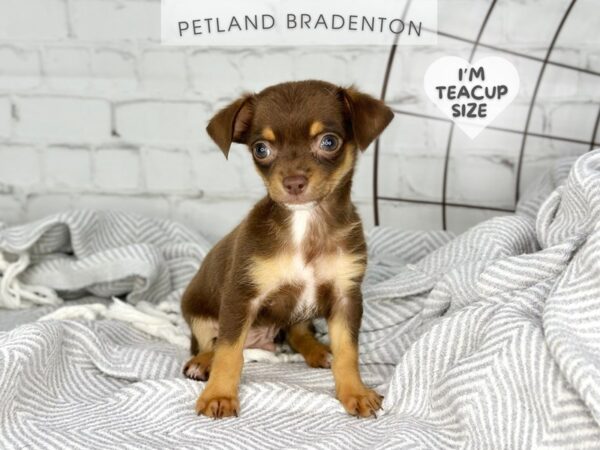 [#18422] Chocolate & Tan Male Chihuahua Puppies for Sale