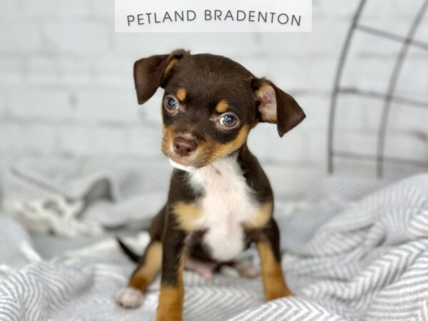 [#18423] Chocolate & Tan Male Chihuahua Puppies for Sale