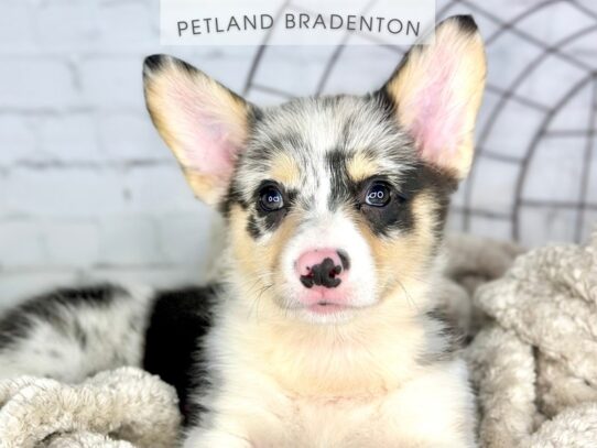 [#18402] Merle Female Pembroke Welsh Corgi Puppies for Sale