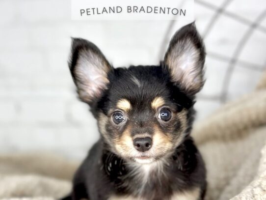 [#18420] Black & Tan Female Chihuahua Puppies for Sale