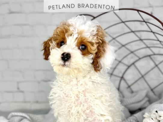 [#18414] Red & White Male Miniature Poodle Puppies for Sale
