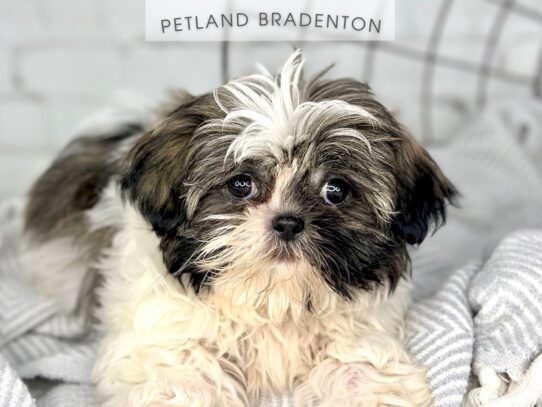 [#18412] Gold & White Female Shih Tzu Puppies for Sale