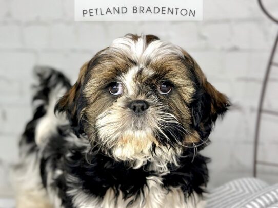[#18405] Tri Color Female Shih Tzu Puppies for Sale