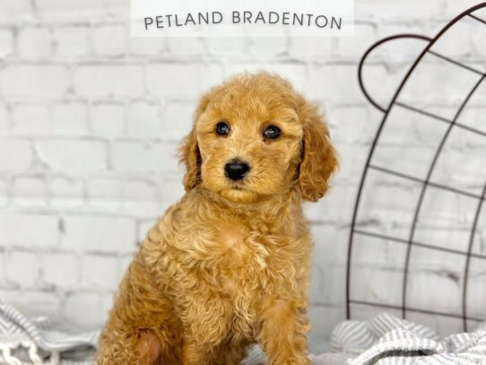 [#18424] Apricot Female Cockapoo Puppies for Sale