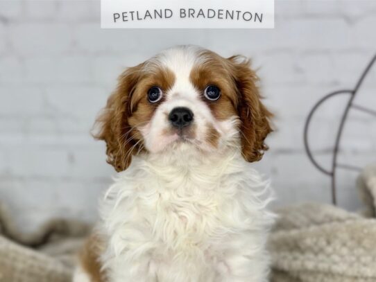 [#18377] Blenheim Male Cavalier King Charles Spaniel Puppies for Sale