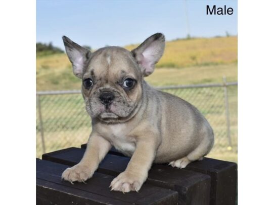 [#18438] Chocolate Merle Male French Bulldog Puppies for Sale
