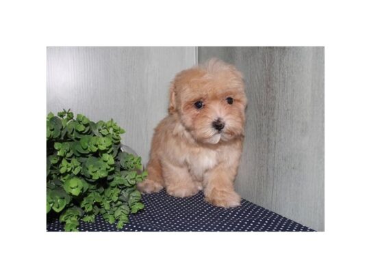 [#18446] Red Female Maltipoo Puppies for Sale