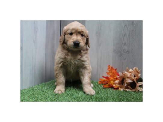 [#18441] Golden Female Golden Retriever Puppies for Sale
