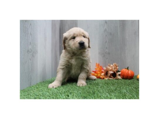 [#18442] Golden Male Golden Retriever Puppies for Sale