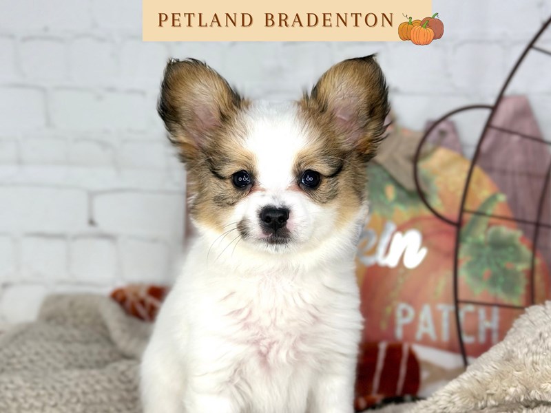 Papillon - 18505 Image #1