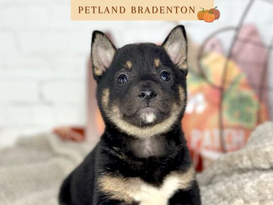 [#18507] Black & Tan Female Shiba Inu Puppies for Sale