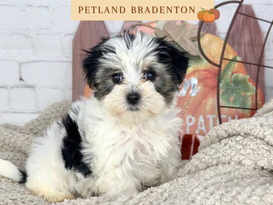[#18513] Tri Color Female Morkie Puppies for Sale
