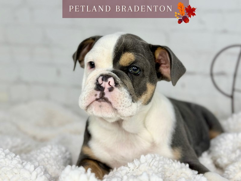 English Bulldog - 18531 Image #1