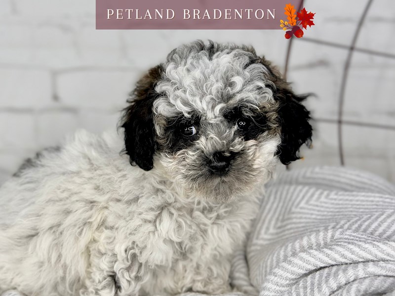 Bichonpoo - 18550 Image #1