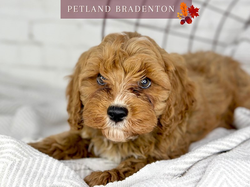 Cavapoo - 18561 Image #1